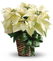 White Poinsettia from In Full Bloom in Farmingdale, NY